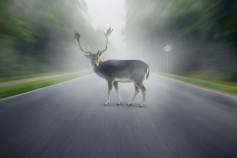 TCS_Wildwechsel.jpg