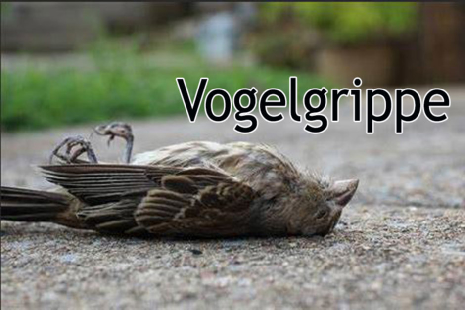 Toter_Vogel.jpg