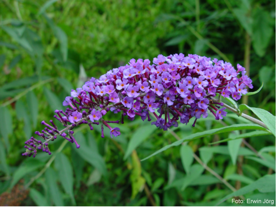 Sommerflieder ©Erwin Joerg