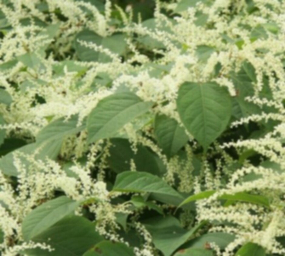 400_202974_BildStaudenknöterich_tva5kaf0tb9.jpg 400_202974_BildStaudenknöterich_tva5kaf0tb9.jpg